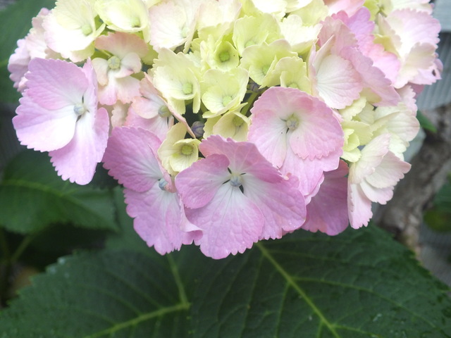 DSCF9489.JPG