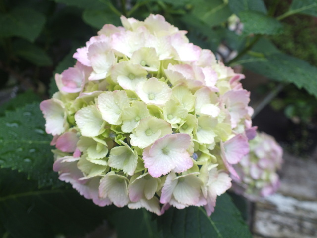DSCF9490.JPG
