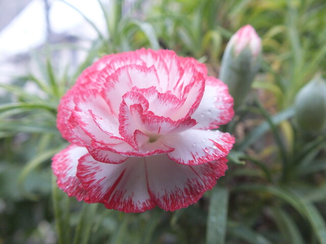 DSCF9493.JPG