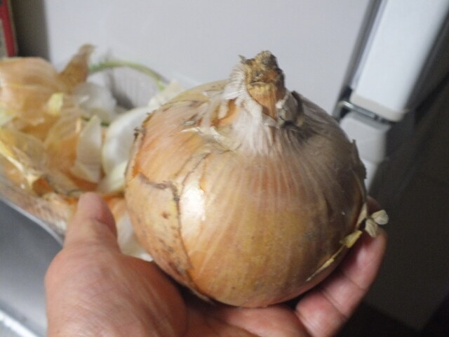 DSCF9504.JPG